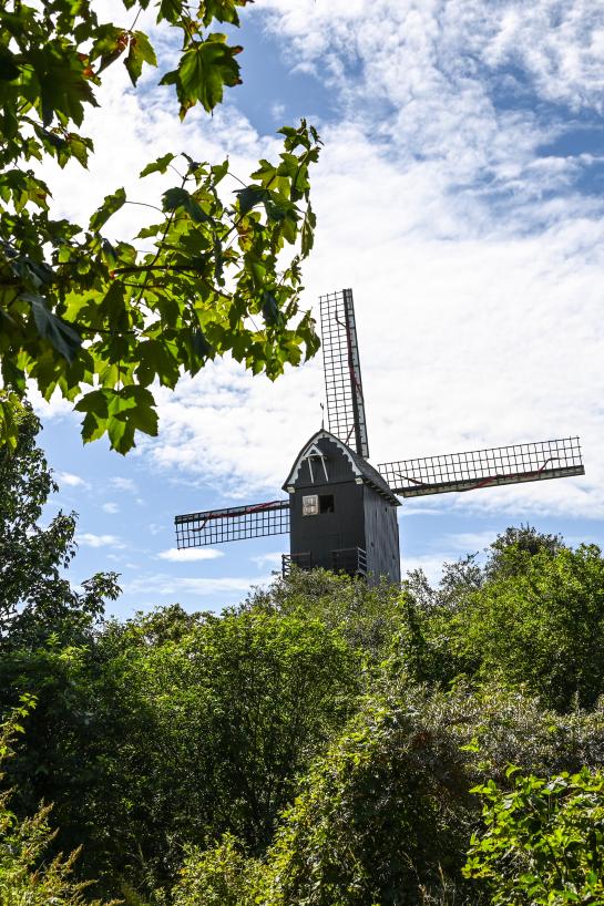Zicht op de molen tussen het duinengroen