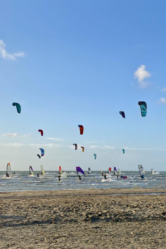 Foilcup Windekind