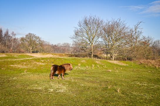 Pony in het Hannecartbos