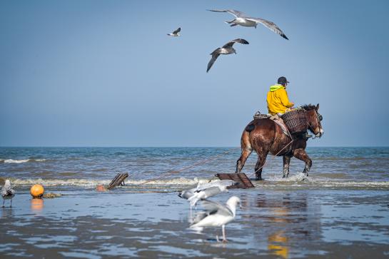 Garnaalvissers te paard